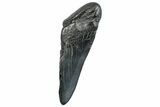 Partial Fossil Megalodon Tooth - South Carolina #293958-1